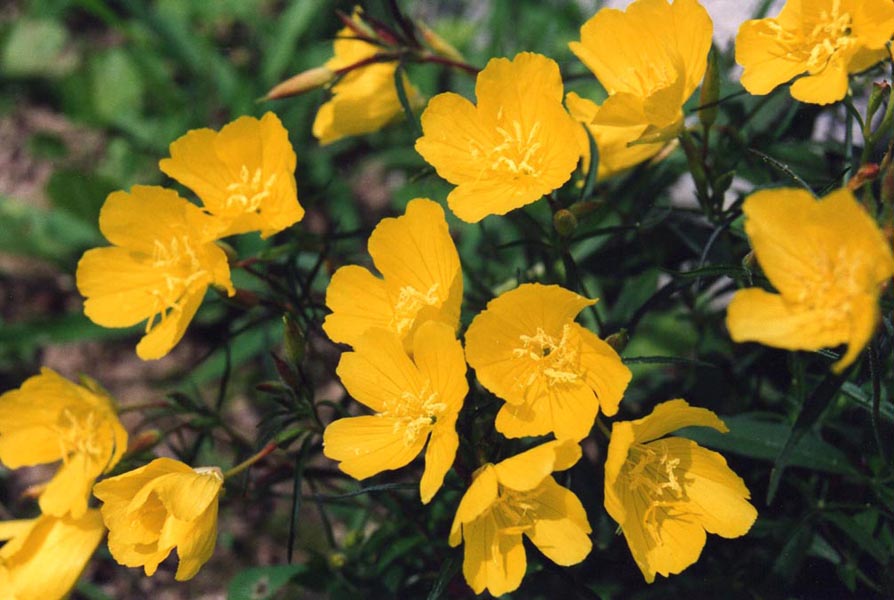 Oenothera fruticosa en fleurs dans un jardin de gravier ensoleillé